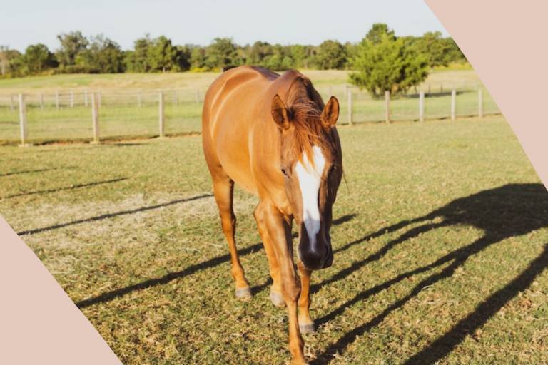 5 TIPS FOR PLANNING A TRIP TO LEXINGTON, KENTUCKY