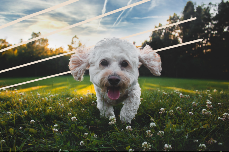 HOW TO ENSURE THAT YOUR GARDEN IS SAFE FOR YOUR NEW PUPPY