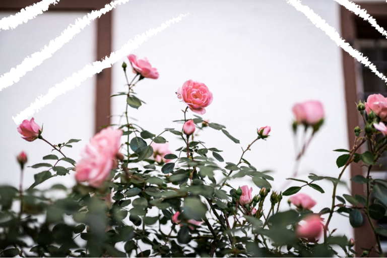 DESIGN FEATURES TO INCLUDE IN A TRADITIONAL ENGLISH COUNTRY GARDEN