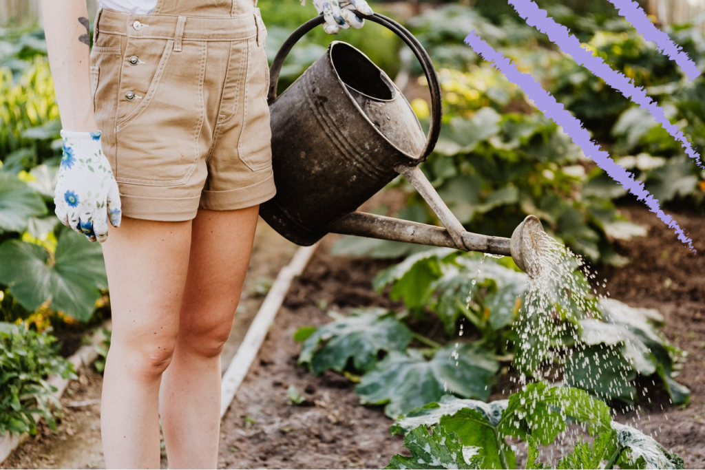 Growing Your Own Fruit And Vegetables A Few Pointers On Getting Started