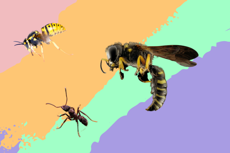 Bug Off! Common Summer Pests and What To Do About Them