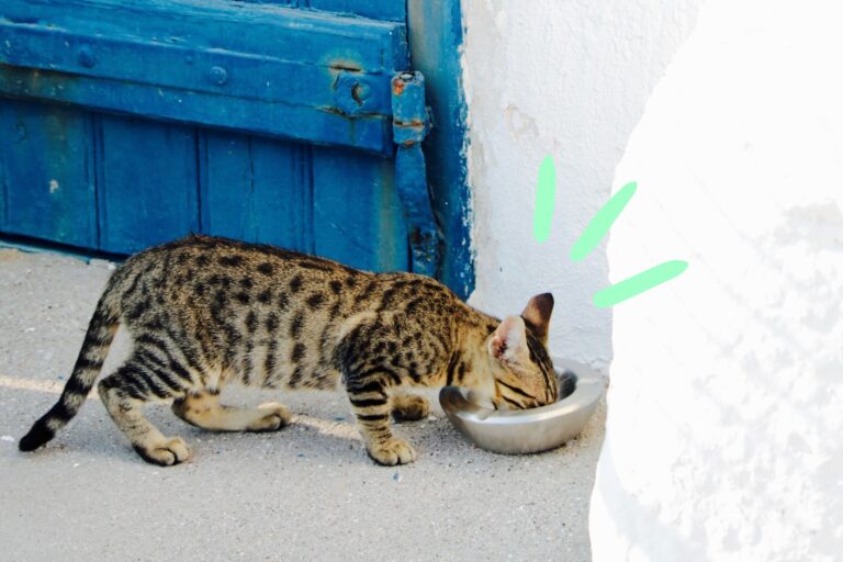 What Household Foods Can Cats Eat?