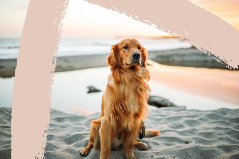 10 Of The Best Dog-Friendly Hotels In The UK, Ideal For A Paw-Some Getaway