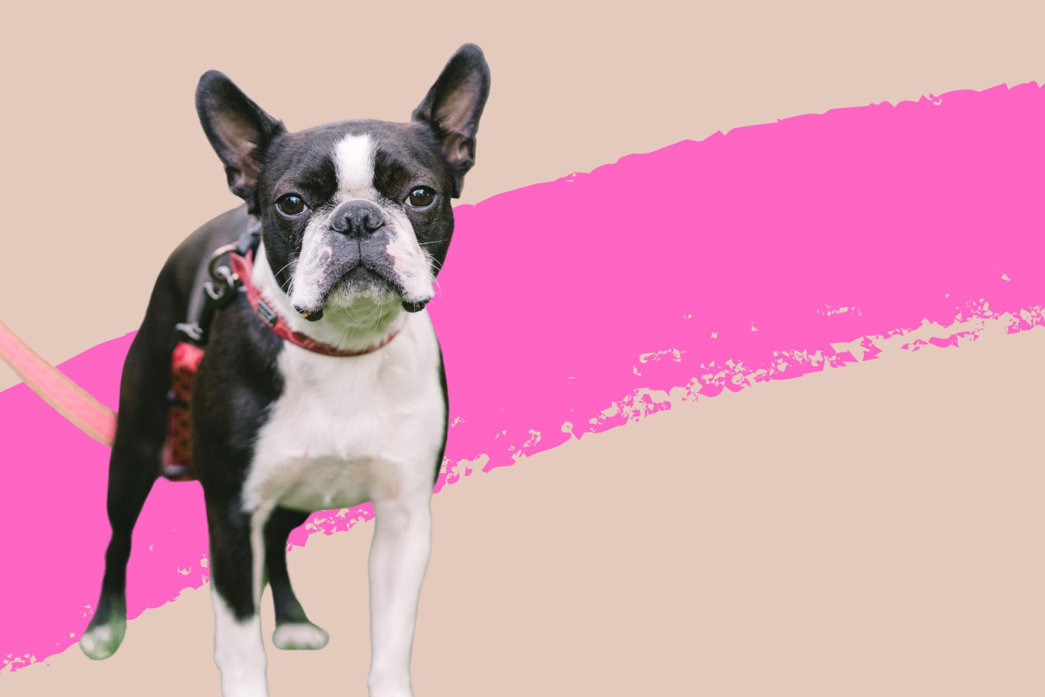 10 Small Dog Breeds With Huge Personalities Ideal Magazine