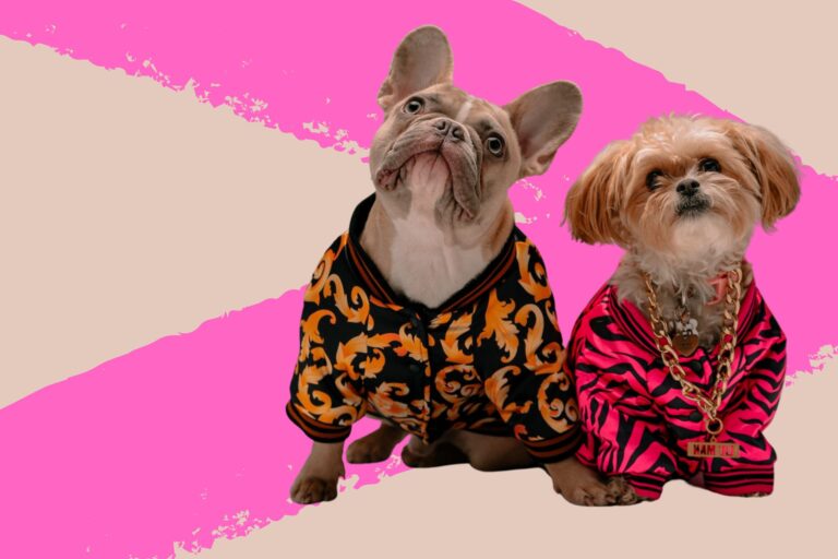 10 Small Dog Breeds With Huge Personalities