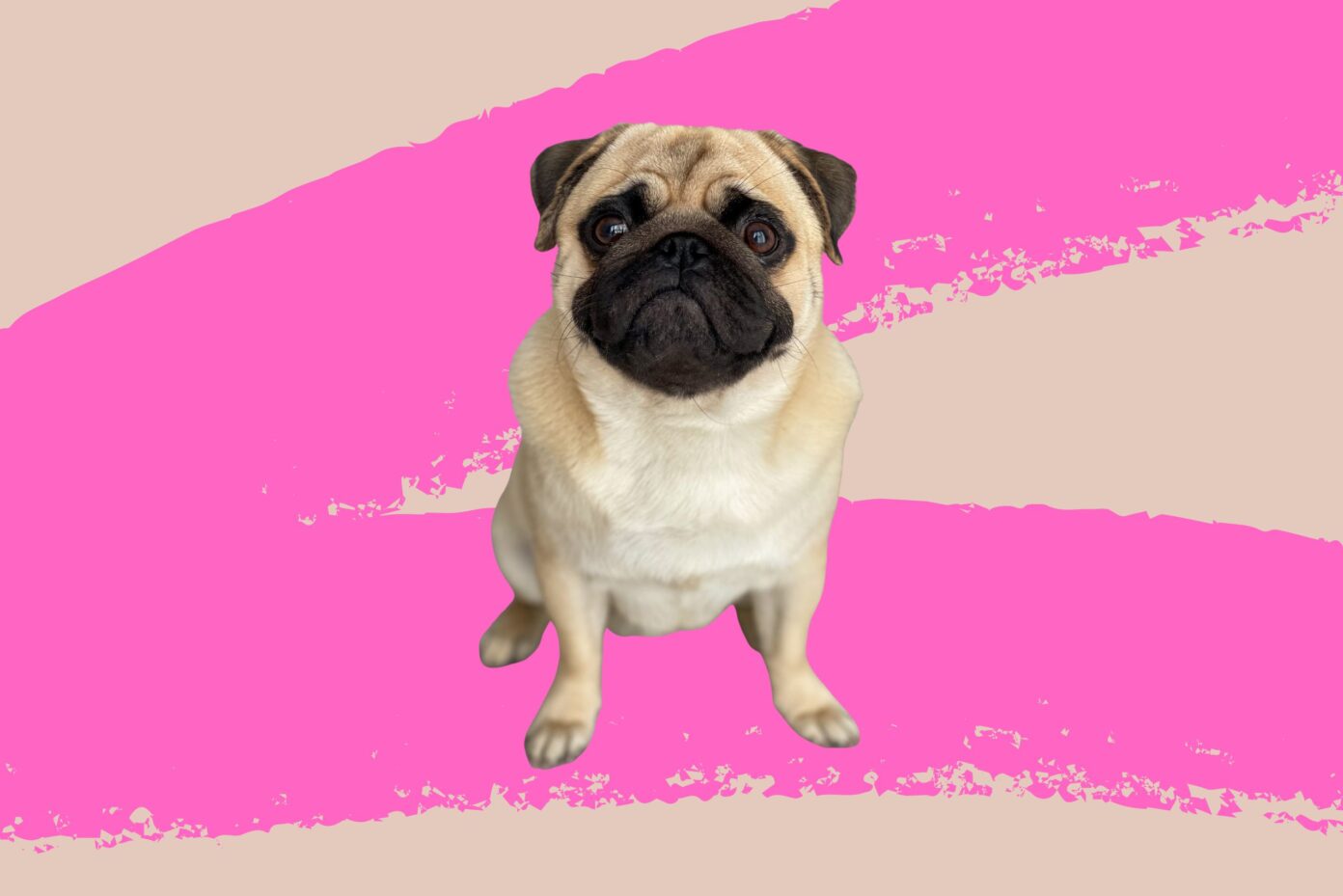 10 Small Dog Breeds With Huge Personalities Ideal Magazine