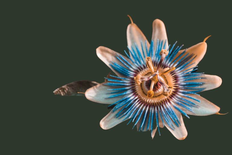 15 Rare & Exotic Flowers For A Truly Unique Christmas Display