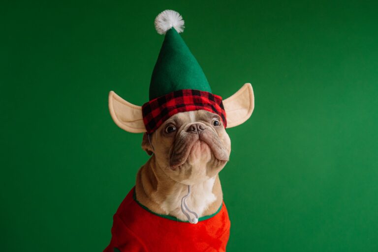 The Ideal Gift Guide For All Of Your Pets This Christmas