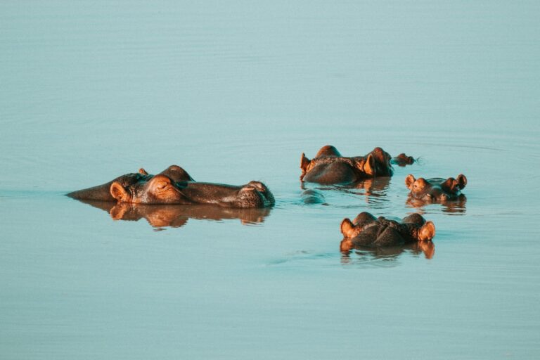 The Ideal Guide To Visiting The Selous Game Reserve, Tanzania
