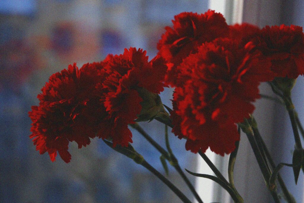 red carnations