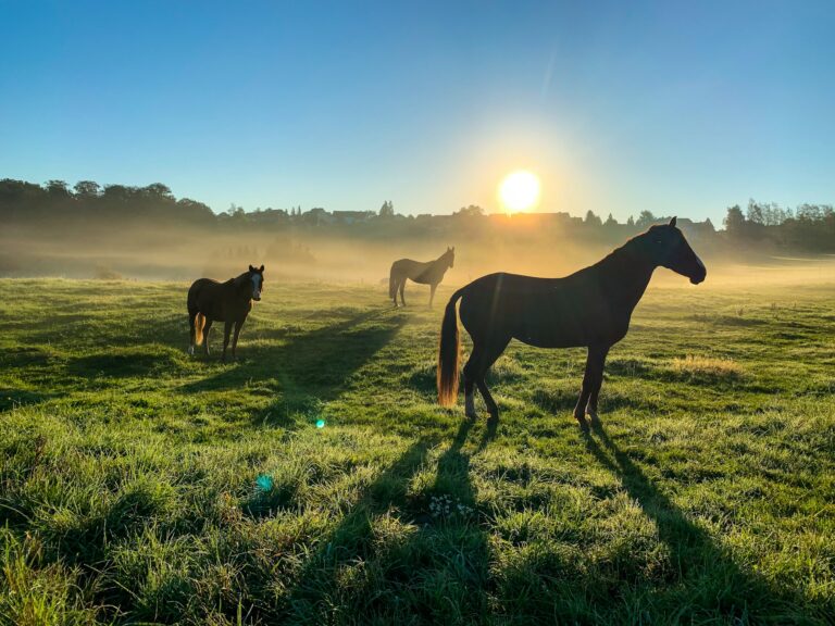 Unraveling Existential Equine Contentment: Is Your Horse Truly Happy?