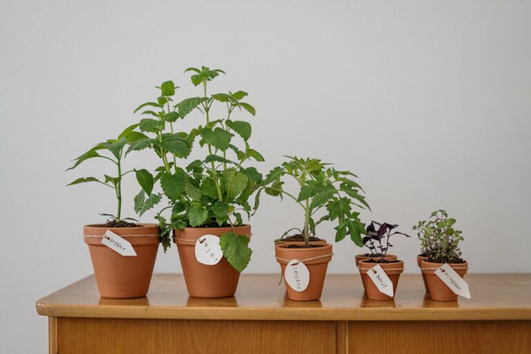 The Indoor Edible Garden: Fruits & Vegetables You Can Grow Inside