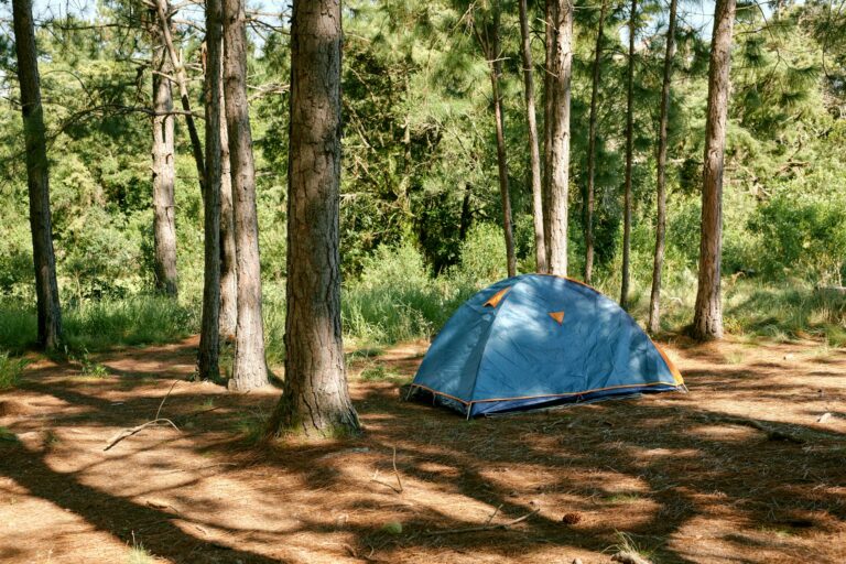 5 Best Campsites In The New Forest 