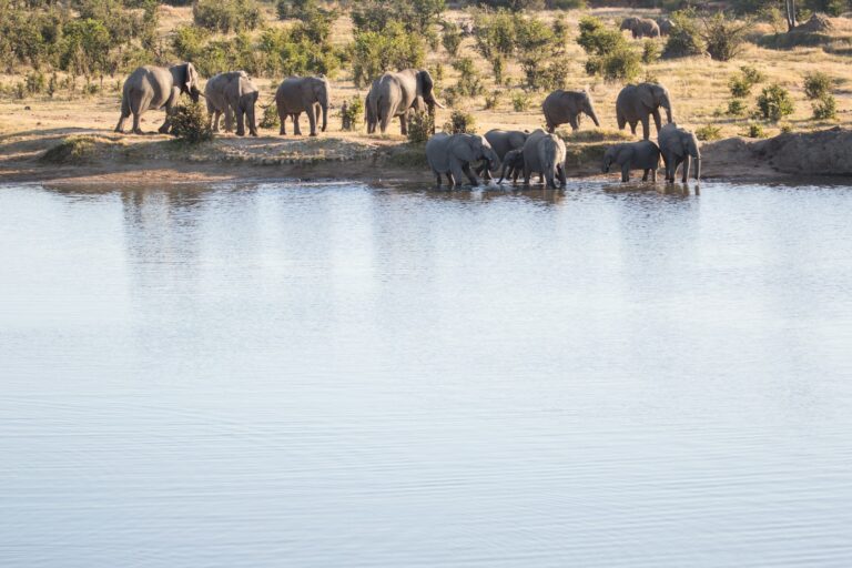 When Is The Best Time Of Year To Visit Zimbabwe For A Safari?