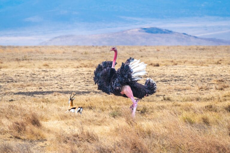 From Peaks To Plains: 5 African Destinations That Combine Going On Safari With Scaling A Mountain