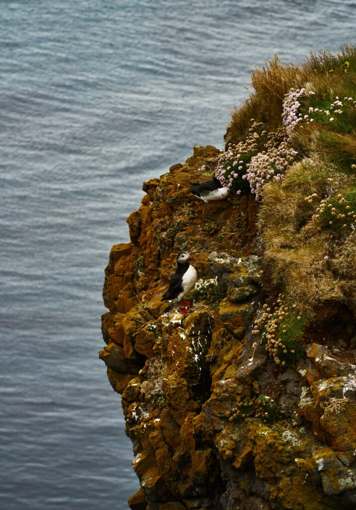 Látrabjarg, Island