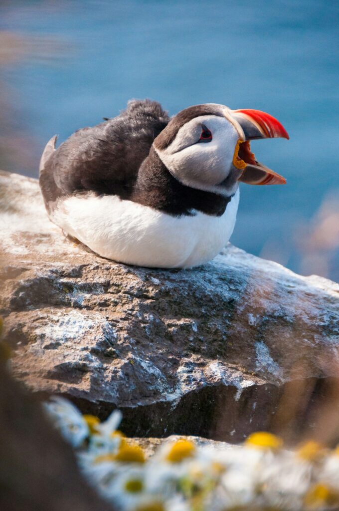 Puffin in Látrabjarg 