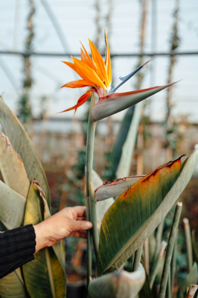 Bird Of Paradise (Strelitzia reginae) 