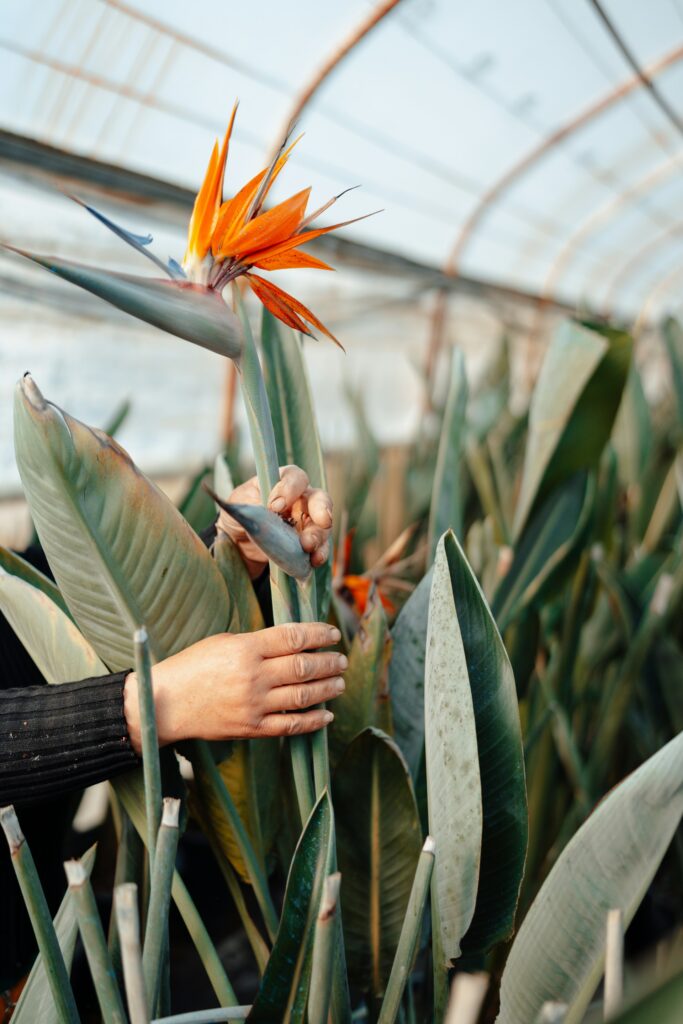 Bird Of Paradise (Strelitzia reginae) 