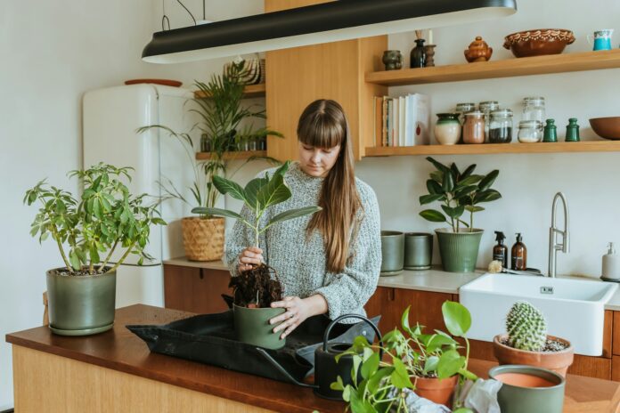 house plants