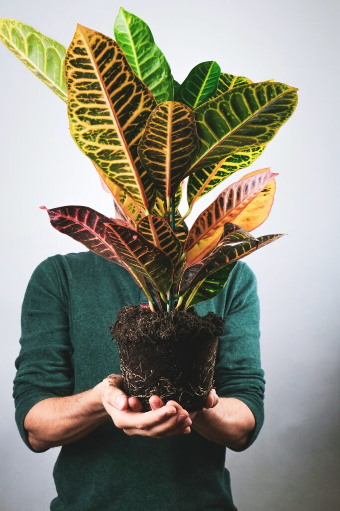 Croton (Codiaeum Variegatum) 