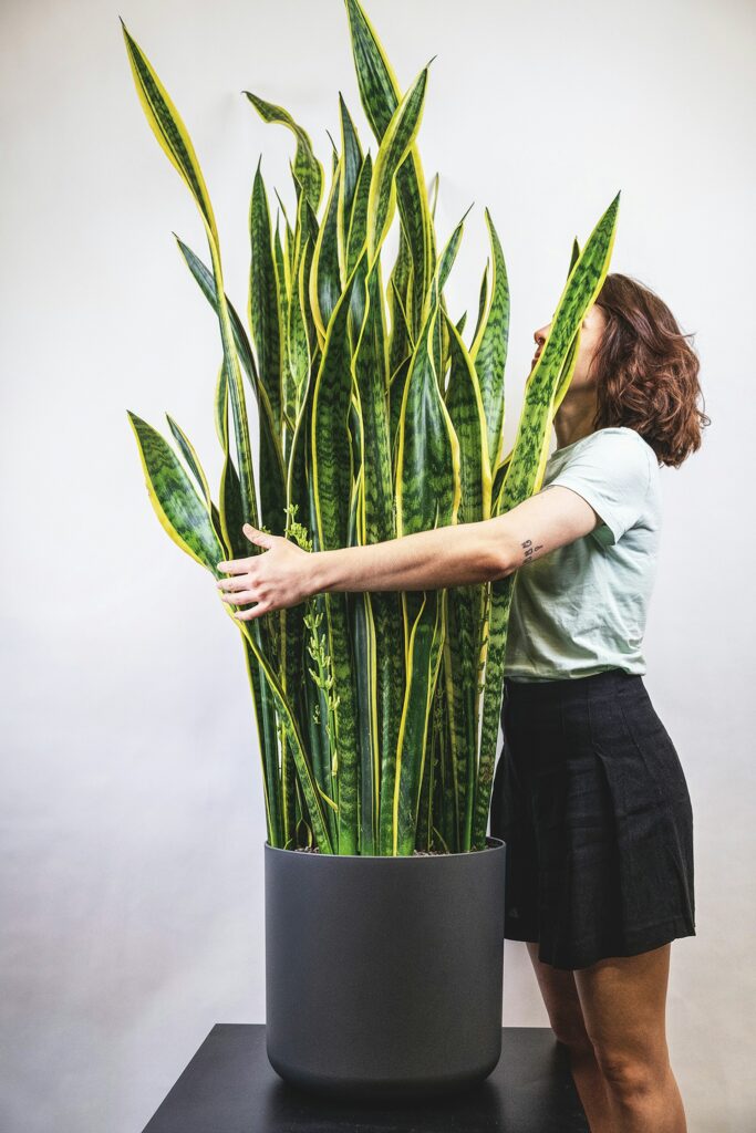 Snake Plant Laurentii