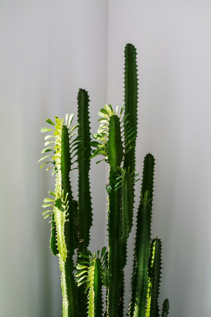 Euphorbia Trigona