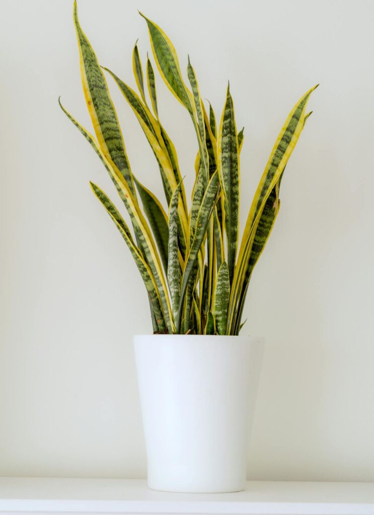 Snake Plant Laurentii