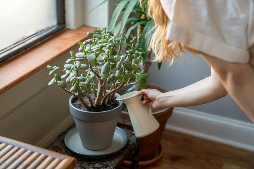 Crassula Ovata