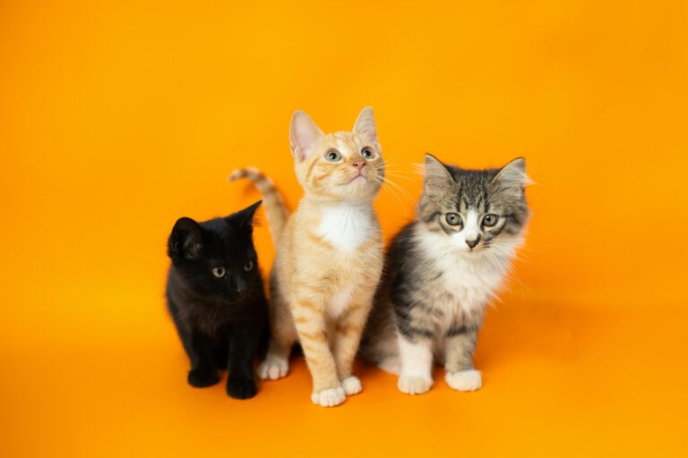 How To Keep Your Cat Comfortable In Hot Weather