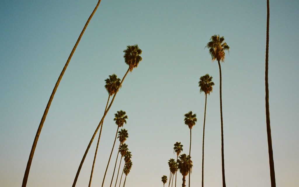 Palm springs