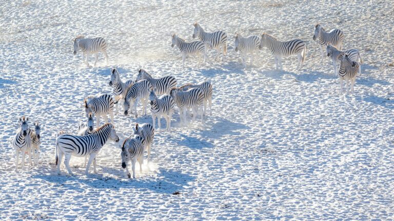 7 Must See Places On A Safari In Botswana