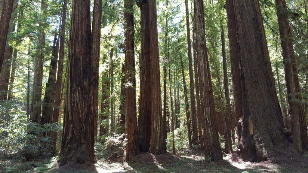 Guerneville